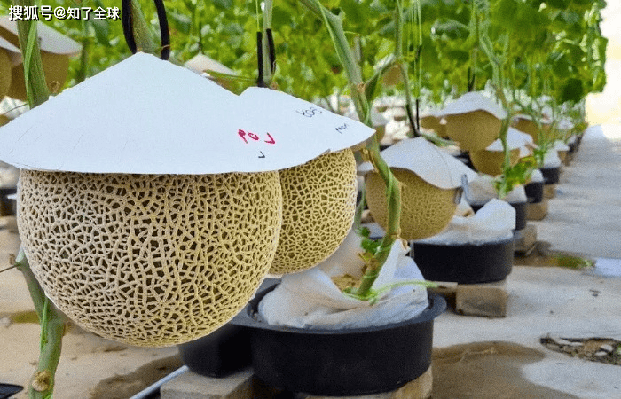 原創日本水果賣成iPhone價？背後邏輯太顛覆