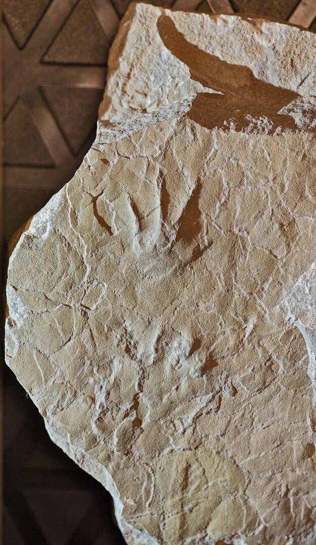 亞洲首例！來自中國一名小學生的意外發現