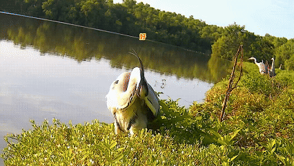 藏不住了！用科技解鎖大灣區中央溼地萌態圖鑑