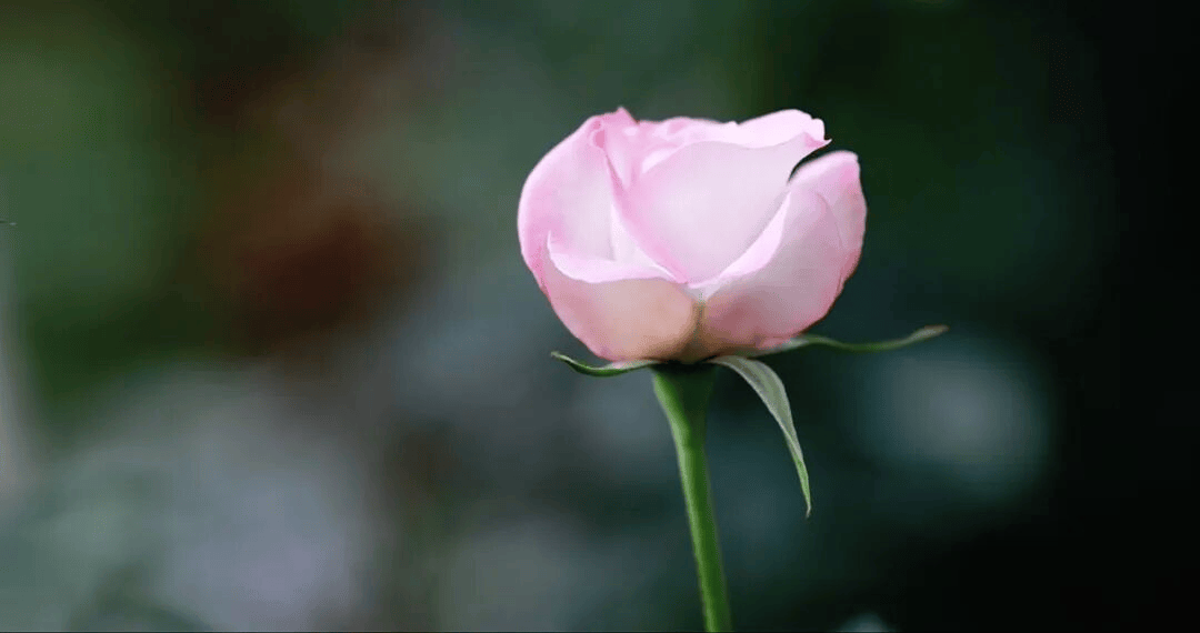 “寶華月季”之後，“炸糊的花生米戴黃帽”又火了！網友：起名這塊沒輸過