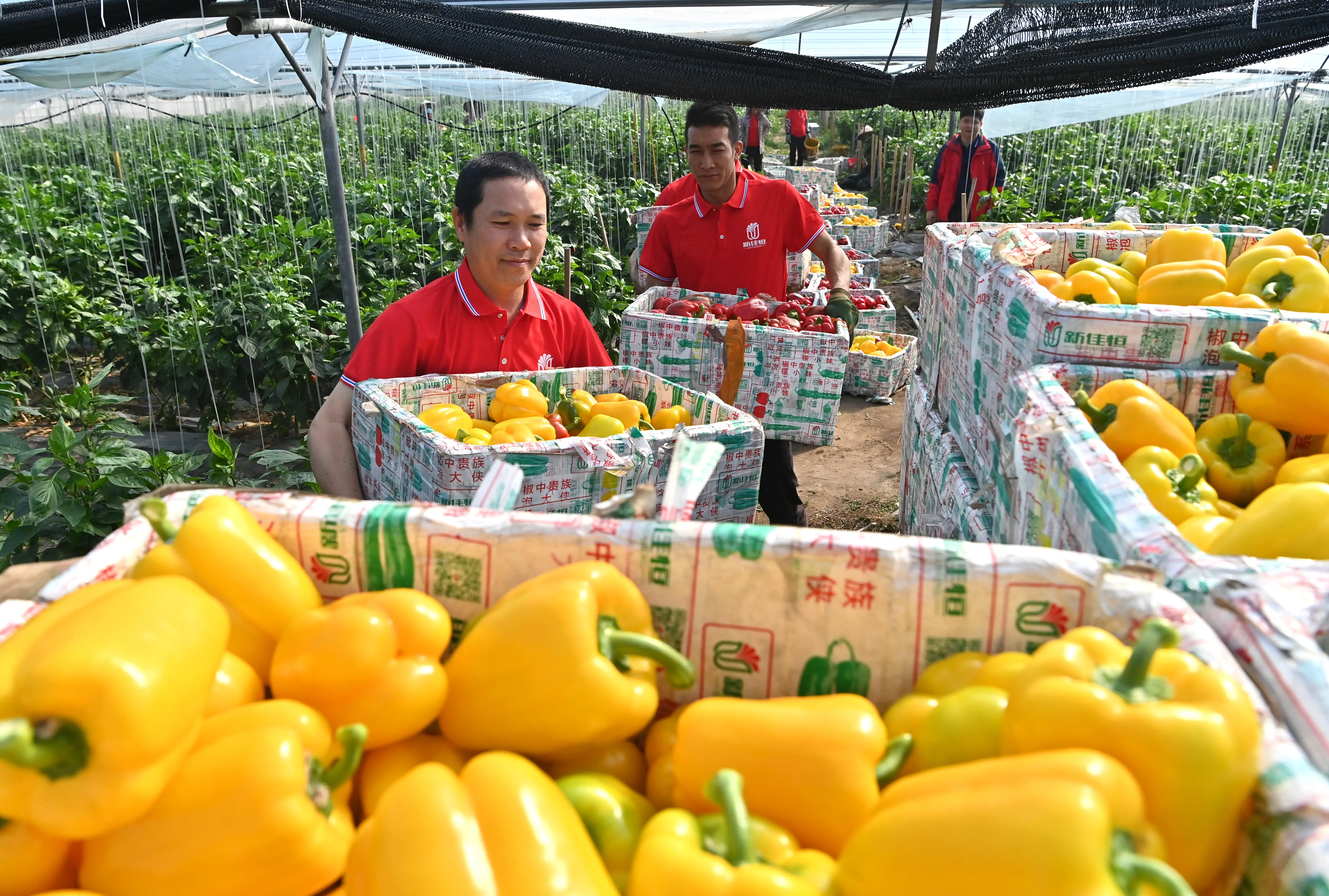 廣西合浦設施農業快速發展