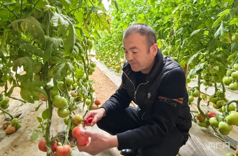 寧夏銀川：常態化幫扶精準發力 移民鄉村繪就增收致富新圖景