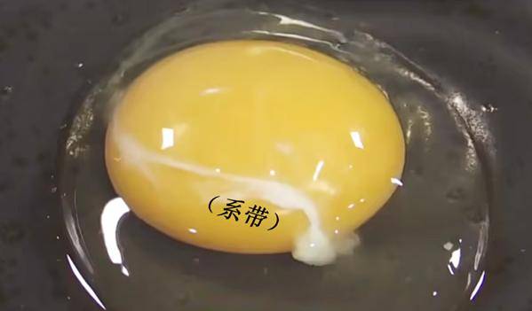 煮蛋也能發論文？全網“最懂雞蛋”的出現了