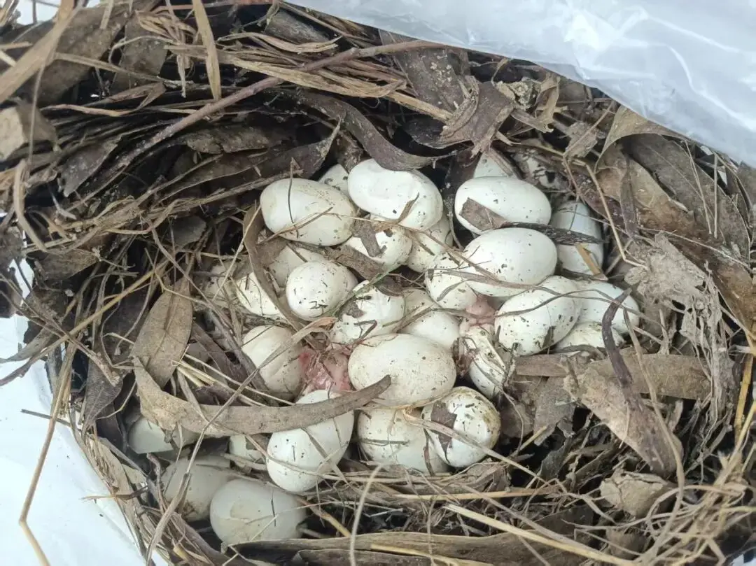 雲南一男子上山撿菌偶遇眼鏡王蛇，還有44枚蛇蛋……