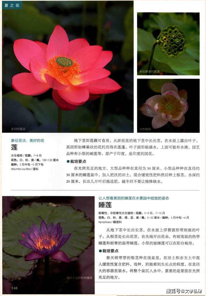 原創管笑笑論文搞混“睡蓮”和“白蓮”，誤認為這一意象來自於莫奈畫