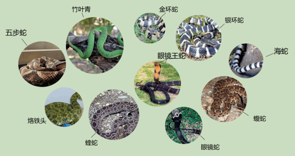 茶園發現眼鏡王蛇，仔細一看，竟然是一家38口！網友：這是眼鏡王蛇月子中心吧